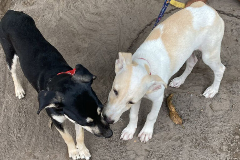 Amigos-de-los-animales-pty-dora-3