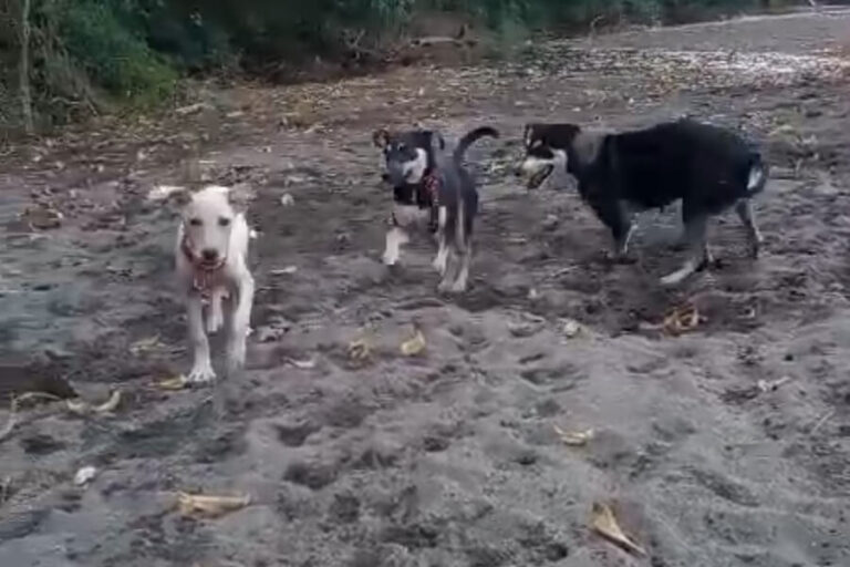 Amigos-de-los-animales-pty-dora-4