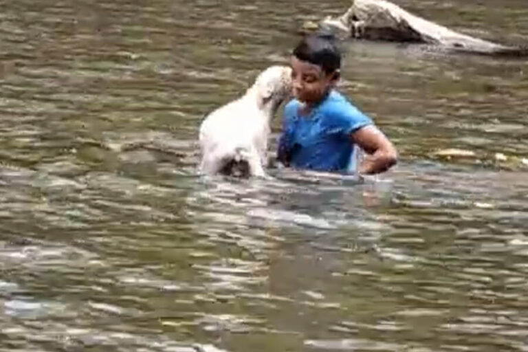 Amigos-de-los-animales-pty-dora-5