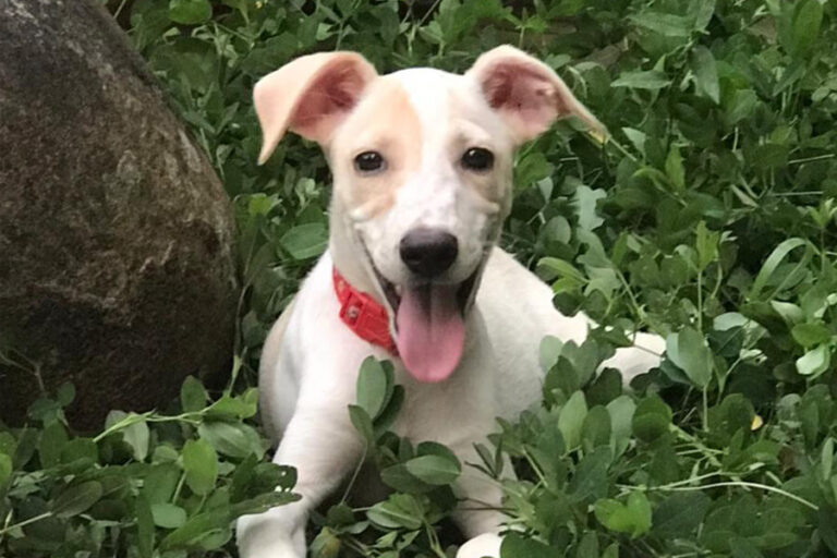 Amigos-de-los-animales-pty-dora