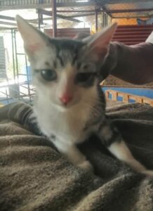 rescate-de-gatos-panama-feb-2024-2