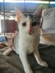 rescate-de-gatos-panama-feb-2024