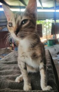 rescate-de-gatos-panama-feb-2024-3