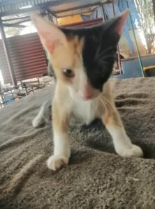 rescate-de-gatos-panama-feb-2024-4